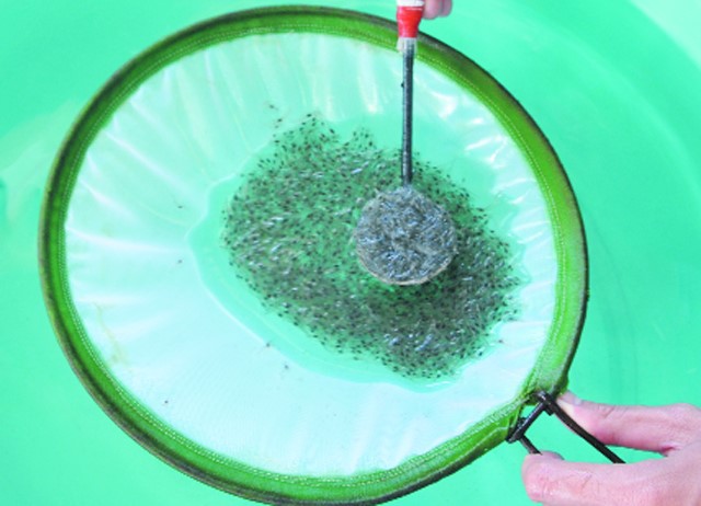 Tôm giống không chỉ sạch bệnh, mà phải tốt