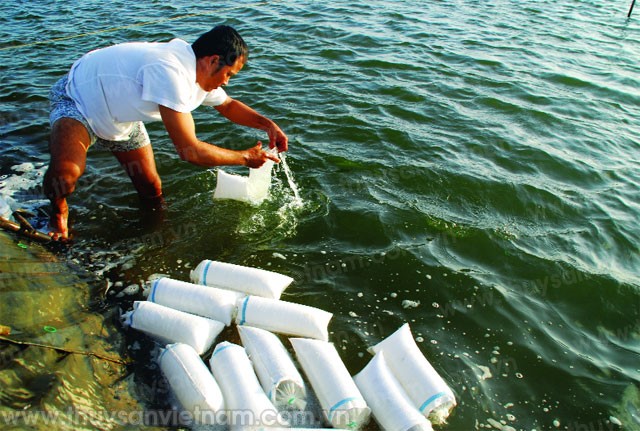 Nuôi tôm nước lợ 2016: Đẩy nhanh tiến độ xuống giống