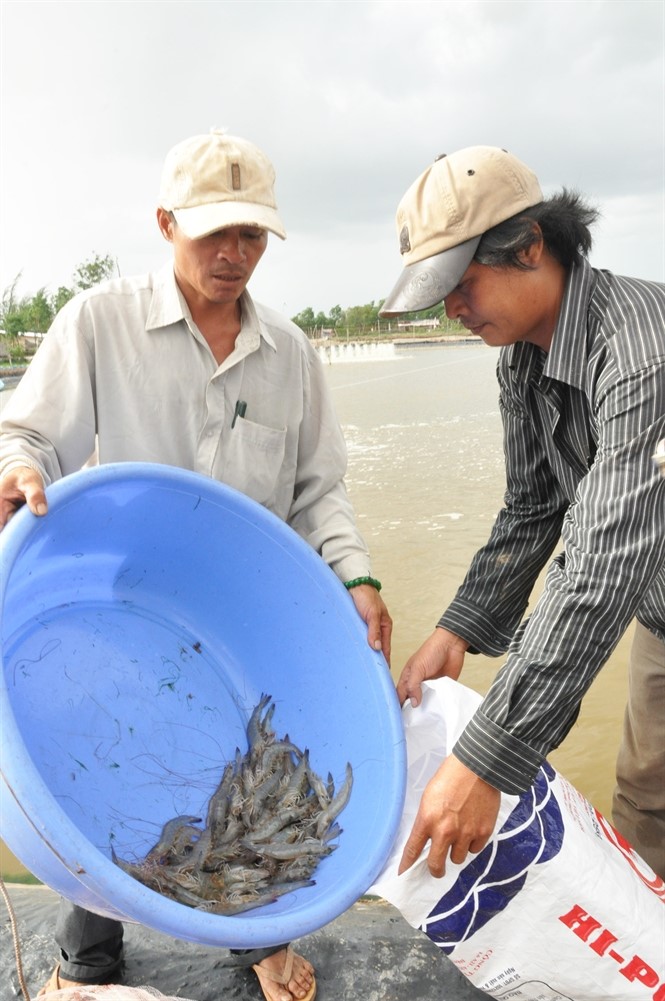 Sóc Trăng: Nguồn cung ít, tôm thẻ tăng giá