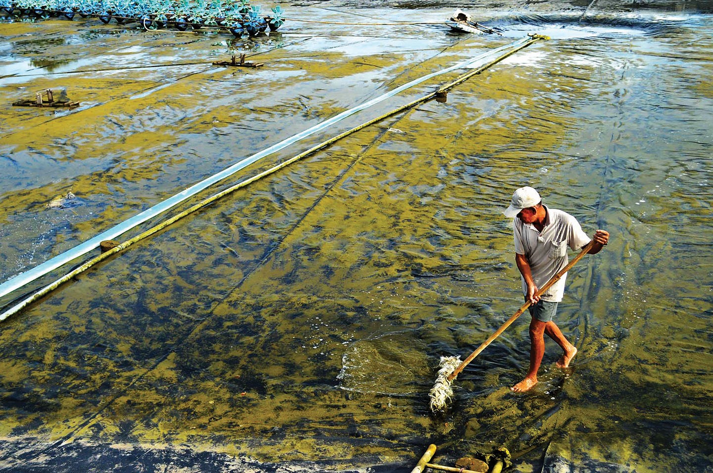 Cà Mau: Nông dân Đầm Dơi Thử nghiệm nuôi tôm công nghiệp trải bạt