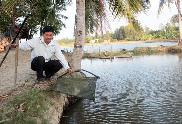 Thành công nuôi tôm bền vững môi trường
