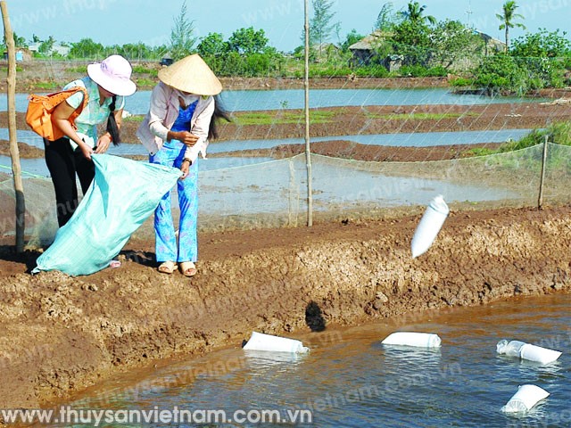 Bạc Liêu: Chưa nên thả tôm giống thời điểm này