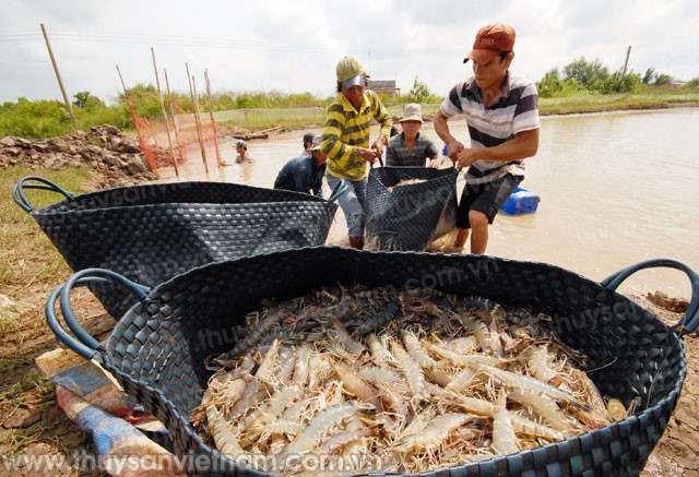 Nuôi tôm “khỏe” không khó