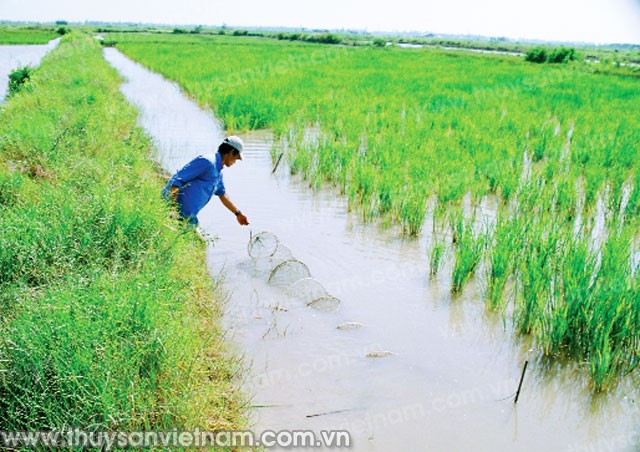 Sóc Trăng: Đề xuất giải pháp nuôi tôm thích ứng điều kiện hạn, mặn