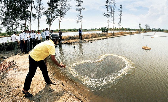 Đầu mùa mưa, người nuôi tôm cần cẩn trọng