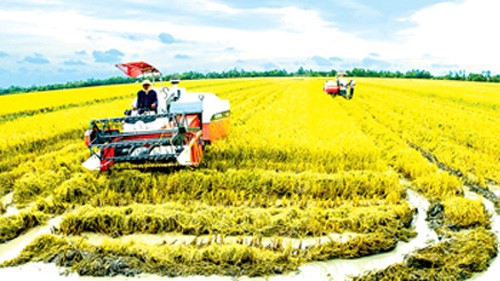 Cà Mau cung cấp 8 tỷ con giống tôm sạch