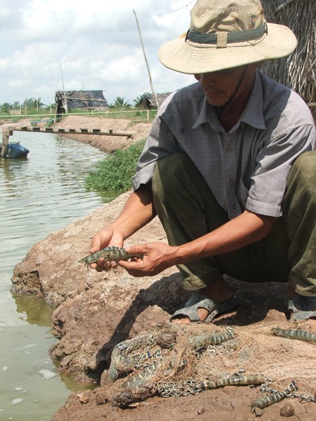 Tiền Giang: Tôm sú tăng giá