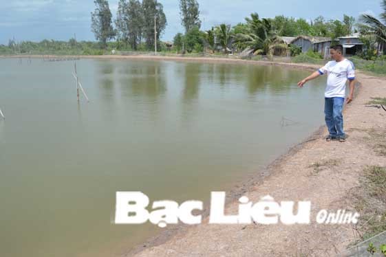 Bạc Liêu: Tôm nuôi bị thiệt hại và những giải pháp tháo gỡ