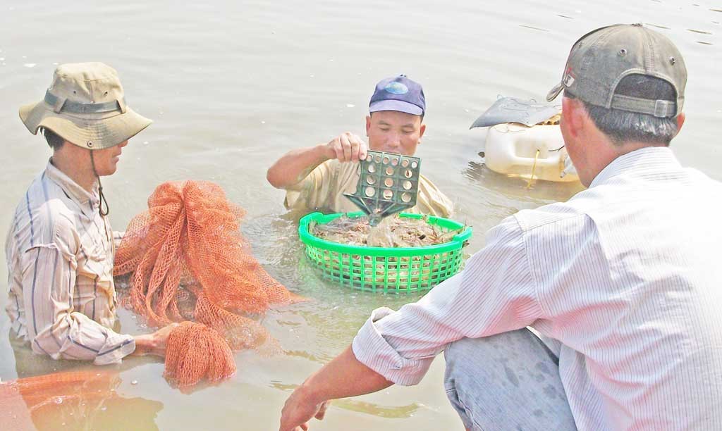 Cần Giuộc (Long An): 26% tôm chết trắng