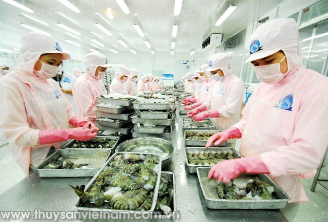 Ngành tôm Việt Nam: Những dấu son và thách thức