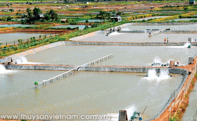 Ngành tôm ĐBSCL: Thách thức và cơ hội chưa từng có