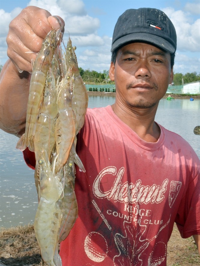 Nuôi tôm ngày càng khó thành công