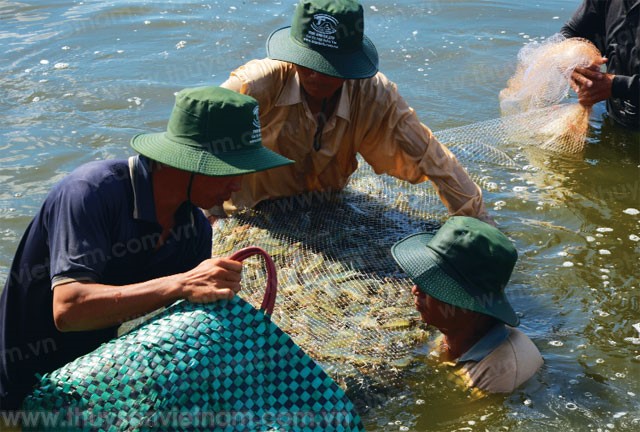 Đột phá công nghệ phát triển ngành tôm
