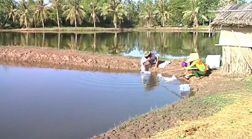 Phòng trị bệnh cho tôm nuôi trong mùa mưa