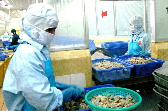 Diện tích nuôi tôm bị dịch bệnh tăng mạnh