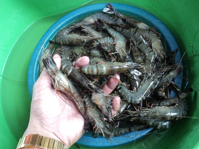 Trả lại sự “trong sạch” cho con tôm