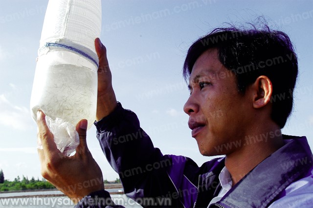 Để ngành tôm giống bứt phá