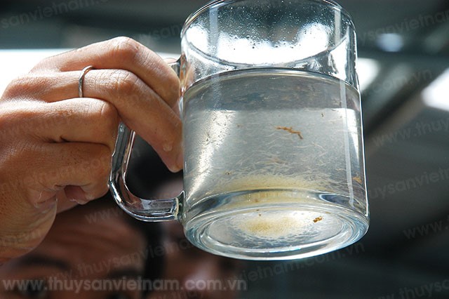 Bạc Liêu: Quy hoạch ứng dụng công nghệ cao phát triển nuôi tôm