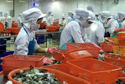 XK tôm sang Hàn Quốc tăng mạnh