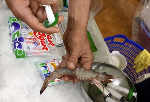 Kiểm soát bơm tạp chất, kháng sinh vào tôm