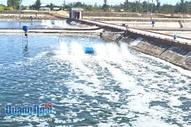 Nông dân nuôi tôm nước lợ cần nâng cao ý thức bảo vệ môi trường