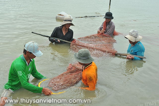Kiên Giang: Sản lượng tôm nuôi nước lợ tăng 6,7%