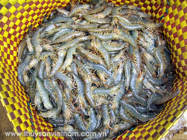 Sóc Trăng: Sản lượng tôm nuôi đạt rất cao