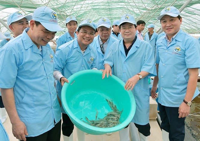Cần quy hoạch các vùng nuôi tôm tập trung