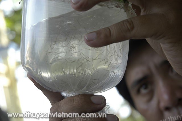 Bạc Liêu: Chặt chẽ kiểm tra tôm giống nhập tỉnh