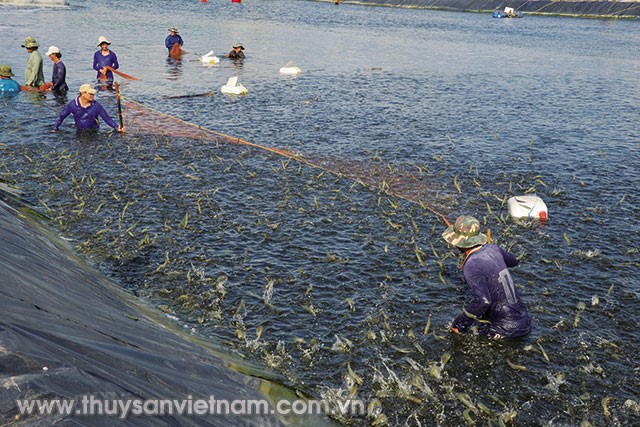 Ngành tôm 2016: Đòn bẩy để bứt phá