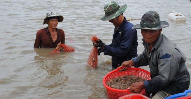 Lại đua nhau nuôi tôm