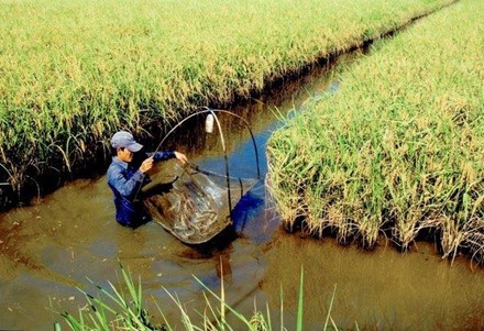Những mùa tôm thăng trầm