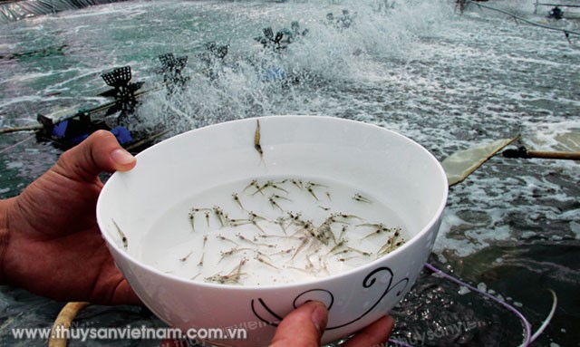 Để con giống là... nhất...