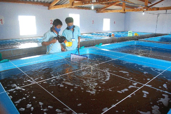 Sản xuất tôm giống - nền móng của ngành tôm hiện đại