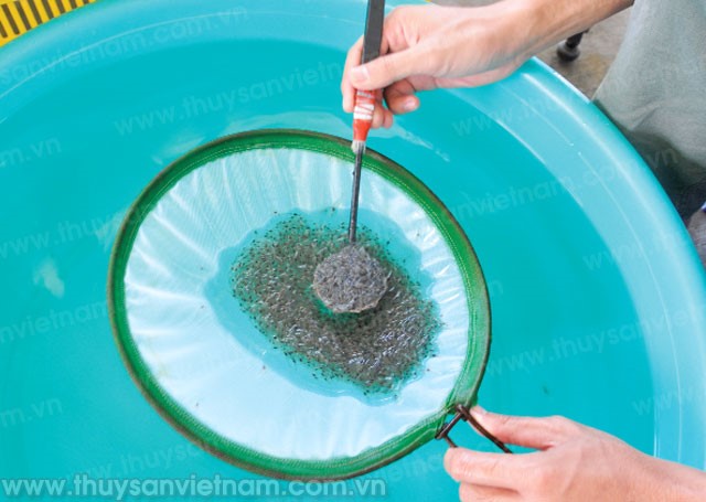 Kiểm soát chặt chẽ chất lượng tôm giống