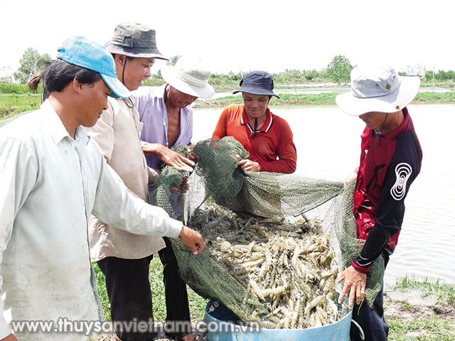 Chỉ tiêu nuôi tôm Cà Mau đến năm 2020