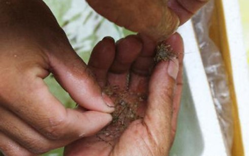 Sóc Trăng sản xuất giống tôm biển mang thương hiệu 