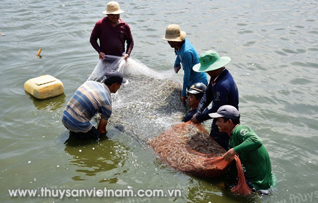 Hành động quốc gia phát triển ngành tôm đến năm 2025