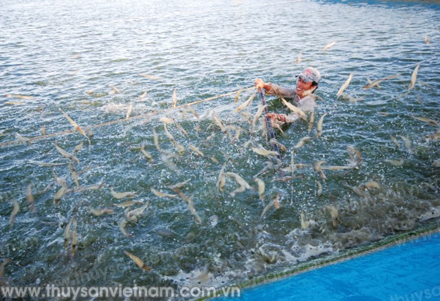 Trà Vinh: Phát huy hiệu quả nuôi tôm công nghiệp
