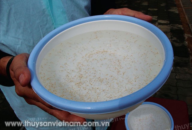 Con giống - một trong những yếu tố quyết định