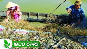 Cà mau: Làm giàu từ xen canh lúa - tôm càng xanh toàn đực