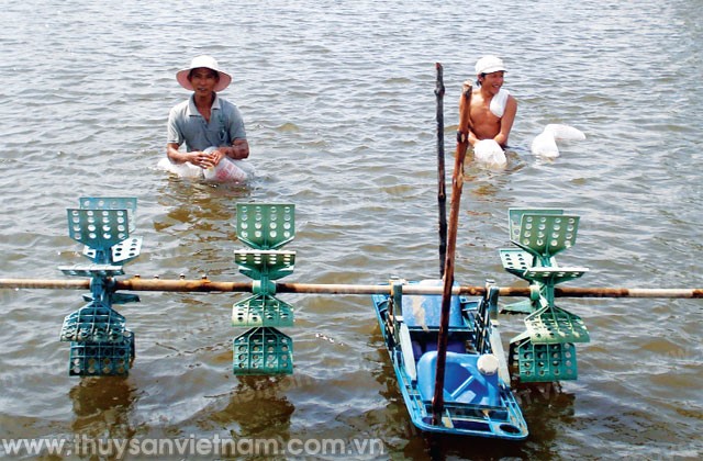 Kiên Giang: Sản xuất hơn 1 tỷ tôm giống