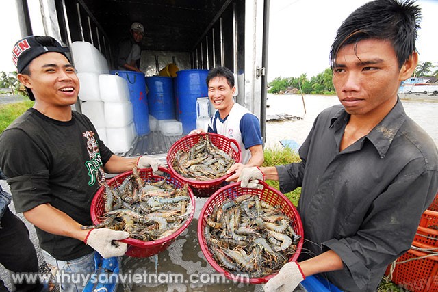 Bến Tre: Tôm sú quảng canh giá cao