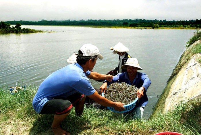 ĐBSCL: Giá tôm cao, nông dân phấn khởi