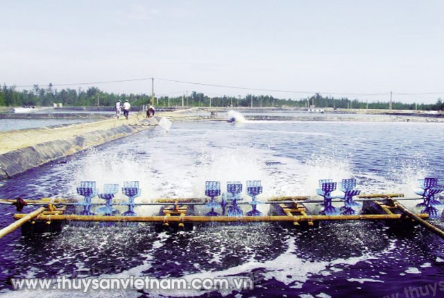 Sóc Trăng: Khởi sắc từ các mô hình nuôi tôm sạch
