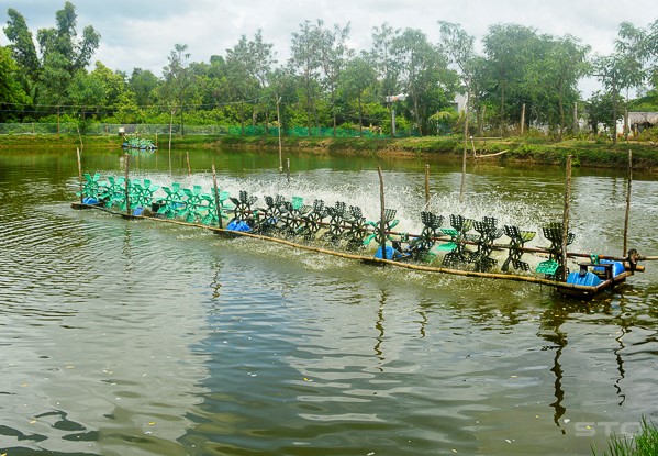 Sóc Trăng: Thận trọng cho vụ nuôi tôm mới
