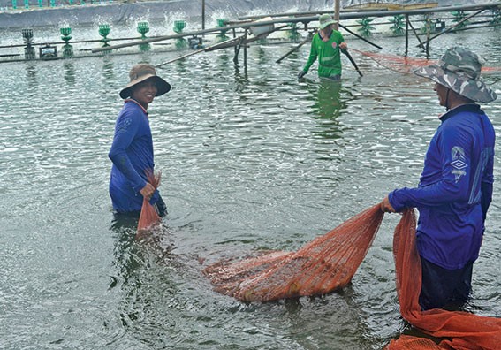 Hướng đi nâng cao giá trị con tôm Đầm Dơi