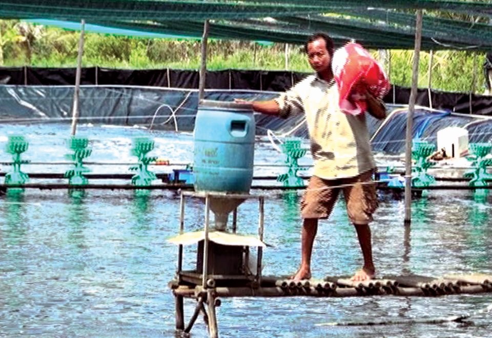 Nông dân Cà Mau nuôi tôm công nghệ cao