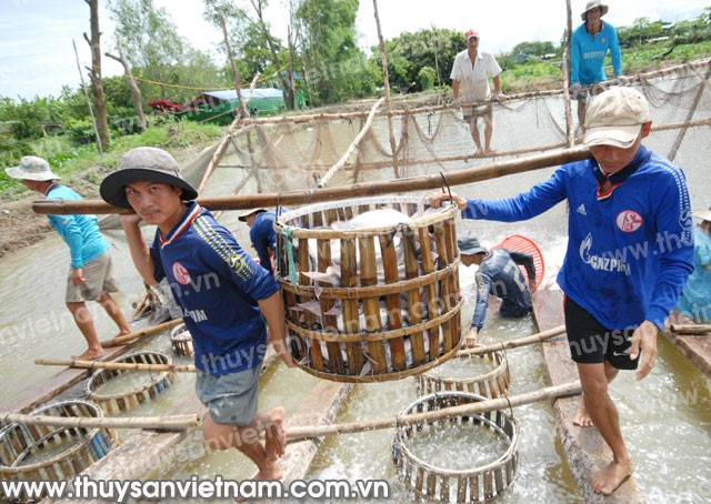 Cá tra Việt Nam: Bao giờ doanh nghiệp bắt tay người nuôi?