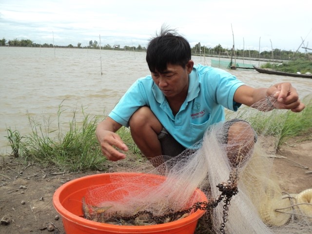 Bất chấp khuyến cáo vẫn nuôi tôm thẻ chân trắng trong vùng nước ngọt